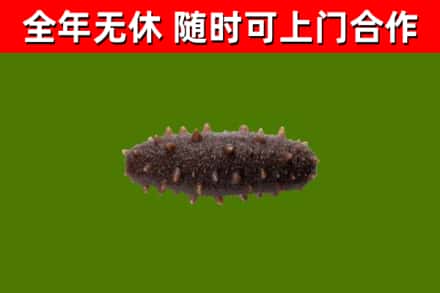 长宁烟酒回收干海参.jpg